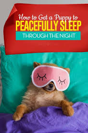 How To Get A Puppy To Sleep Through The Night Getting A Puppy Puppy Training Training Your Dog