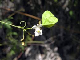 Image result for Cardiospermum