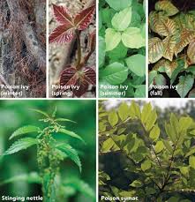 Pin By Cristina Driade Santos On Listen Up Poison Oak Poisonous Plants Poison Ivy