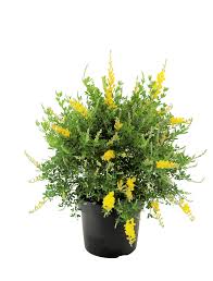 Image result for Genista
