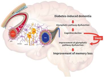 The glymphatic system clears brain waste during deep sleep., AI generated