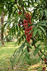 Image result for Lepisanthes