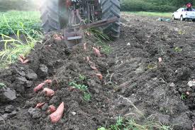 Comment cultiver la patate douce : Antilles La Patate Douce En Guadeloupe Une Culture Traditionnelle Reussir Fruits Legumes Fld