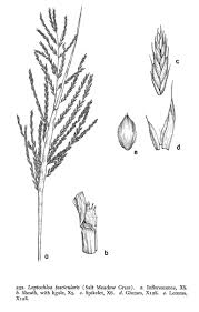 Image result for Leptochloa fusca