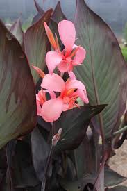 Canna pretoria or bengal tiger canna. Canna Canna Canna Growing Canna Lilies In Your Garden Article By Plant Delights Nursery