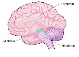 Lobes Of The Brain Introduction To Psychology