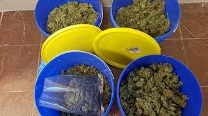 El cannabis puede encontrarse en distintas formas, desde la sativa y la índica hasta formas creadas por. Rund Ein Kilogramm Marihuana In Kempten Aufgefunden Radio Allgauhit
