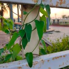 Image result for Cocculus hirsutus