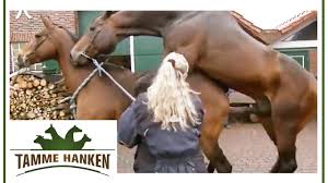 In diesem video wird kurz gezeigt wie der hengst ( hier 15 jährig morgan) eine ( hier 8 jährige) connemara stute besamt.findet mich unter dem namen: Stute Wird Gedeckt Tamme Erweist Echten Liebesdienst Tamme Hanken Kabel Eins Youtube