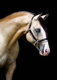 Maybe you would like to learn more about one of these? Image Result For Buckskin Paint Horse With Blue Eyes Horses American Paint Horse Pretty Horses