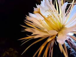 Other names for one or more cacti with this habit are princess of the night, honolulu queen (for hylocereus undatus), christ in the manger, dama de n. Weird Alert It S Night Blooming Cereus O Clock Bungalower