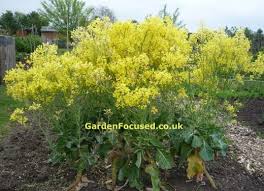 Does sprouts carry fresh flowers. How To Look After Your Brussels Sprouts In The Uk