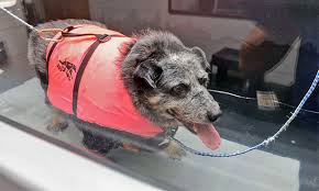 Maybe you would like to learn more about one of these? Weight Loss Program For Dogs Veterinary Medicine At Illinois
