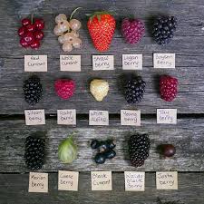 With fruity sweet taste, black currant tea has the potential to inhibit inflammation mechanisms that may originate heart disease, cancer and microbial infections. Growing Berries And Currants Mimbarschool Com Ng