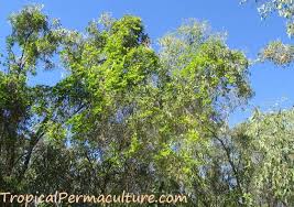 Blooming starts in early spring and produces fruit in about 80 days. How To Grow Passion Fruit By Growing Passionfruit Seeds
