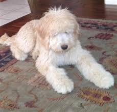 Australian labradoodle puppy litters | california. Labradoodle Puppies For Adoption Starlite Ranch Cool California Doodles