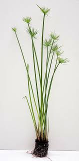 Image result for Cyperus haspan