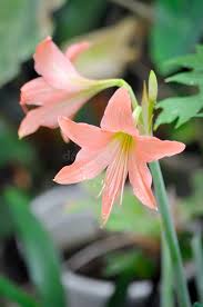 Image result for Hippeastrum puniceum