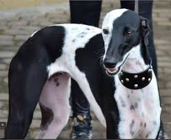 Black And White Greyhound Dog Gorgeous Black And White Grey Grey Hound Dog Greyhound Dogs