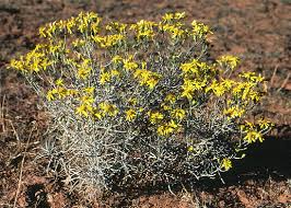 Image result for Crotalaria laburnoides