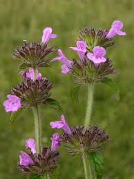 Image result for Clinopodium