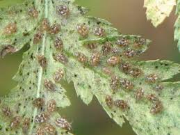 アワダチソウグンバイ ハーブの害虫