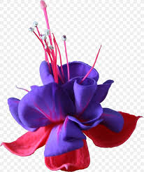 Check spelling or type a new query. Flower Magenta Purple Fuchsia Violet Png 1780x2118px 3d Computer Graphics Flower Blue Cut Flowers Flowering Plant