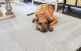 While the idea of letting my bouncy puppy into a pottery barn makes me cringe (so many things to break!) this chic establishment does let dogs in depending on the location. The Best Pet Friendly Carpet