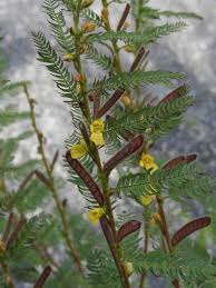 Image result for Chamaecrista