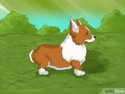 As of february 10, 2018, bay area adoption services may resume providing adoption services in connection with intercountry adoptions cases. How To House Train Corgi Puppies 14 Steps With Pictures