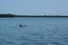 boating to cabbage key and cayo costa dolphins old