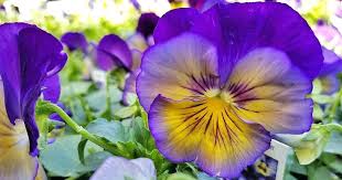 লোল এর পূর্ণরূপ হলো loughing out loud. Pin On Violet Things