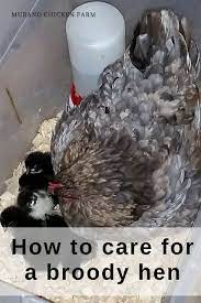 Broody Hens How To Care For Them Broody Chicken Diy Baby Chicks Raising