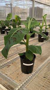 Image result for Musa Cavendish