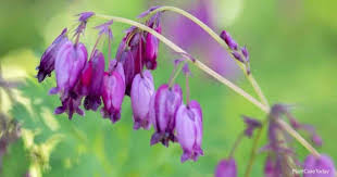 Bleeding hearts are an outstanding choice for adding color and texture to shady or woodland settings. Dicentra Eximia Growing And Care Wild Bleeding Heart