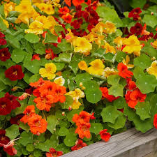 Image result for Nasturtium