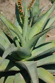 Image result for Aloe bukobana
