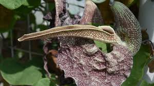 Image result for Aristolochia albida