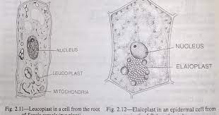 Plastids Are Organelles Characteristic Of Plant Cells They Are Clearly Differentiated Protoplasmic Bits Of Special Plant Cell Organelles Structure And Function