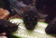 Bristlenose Pleco The Care Feeding And Breeding Of Bristlenose Plecos Aquarium Fish Cool Fish Pleco Fish