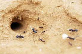 Get some soluble ant killer sachets (alternative option) and mix each sachet with 5 litres of water. How To Get Rid Of Ant Hills Fast Easy Solutions Bug Lord