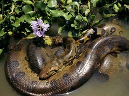 Anaconda Rainforest Animals Forest And Wildlife Dangerous Animals
