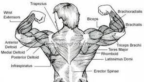 Bodybuilding is specifically defined for purposes of this subreddit as the sport that involves preparing yourself for a competition (includes bikini, fitness a pro bodybuilder should get that tattooed on all their muscles each muscle a different color, side not wasn't their a post a while back that some one. Check Your Ego At The Door And Learn How To Really Train Your Back Muscles Correctly