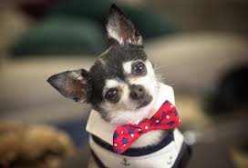 Kermit full name an kermit washington lincoln. Why Jenna Marbles Dogs Are The True Stars Of Her Youtube Channel