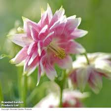 Aquilegia Nora Barlow
