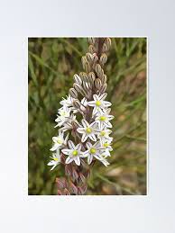 Image result for Drimia