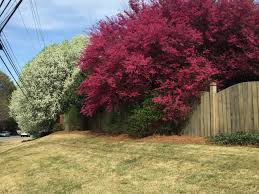 Image result for Scytopetalum pierreanum