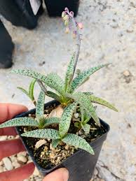 Image result for Landolphia violacea