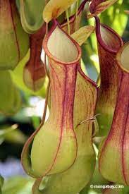 Nepenthes Pitcher Plant Pitcher Plant Plants Carnivorous Plants