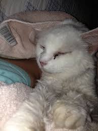 bunnie my own grumpy cat